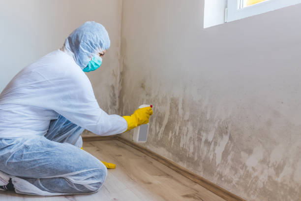 Licensed Attic Mold Removal service in Abingdon, VA - WQB Mold Removal