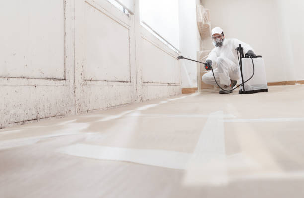 Trusted Attic Mold Removal service in Abingdon, VA - WQB Mold Removal