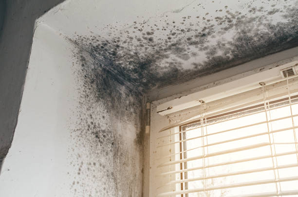 Affordable Attic Mold Removal solutions in Abingdon, VA